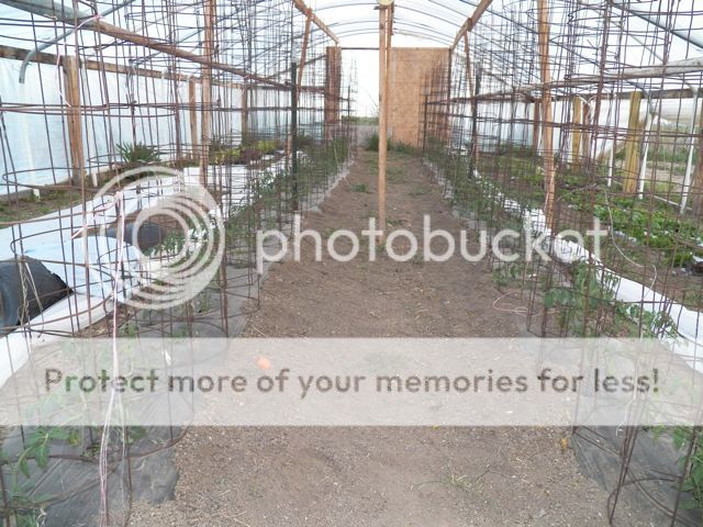  photo 137_1054_zps363eb570.jpg